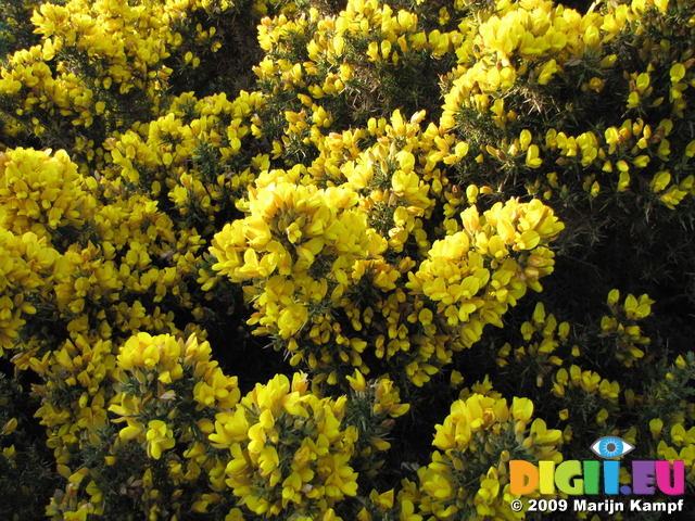 SX05856 Closeup of yellow flowers of Gorse (Ulex europaeus)